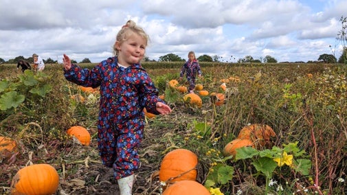 Children walking through the pumpkin patch at the Farm at Tatton Park, Cheshire